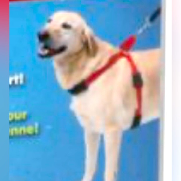 Small dog harness - Picture 4 of 4